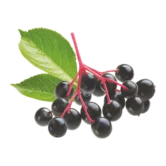 Black Elderberry