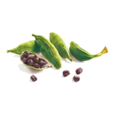 Cardamom