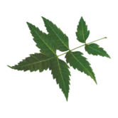 Neem