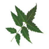 Neem