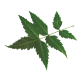 Neem