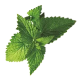 Peppermint