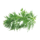 Aniseed