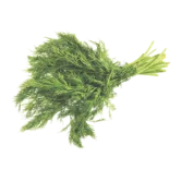 Fennel