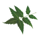 Neem