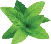 Menthol