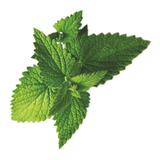 Mint