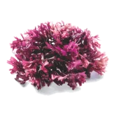 Sea Moss
