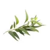 Eucalyptus